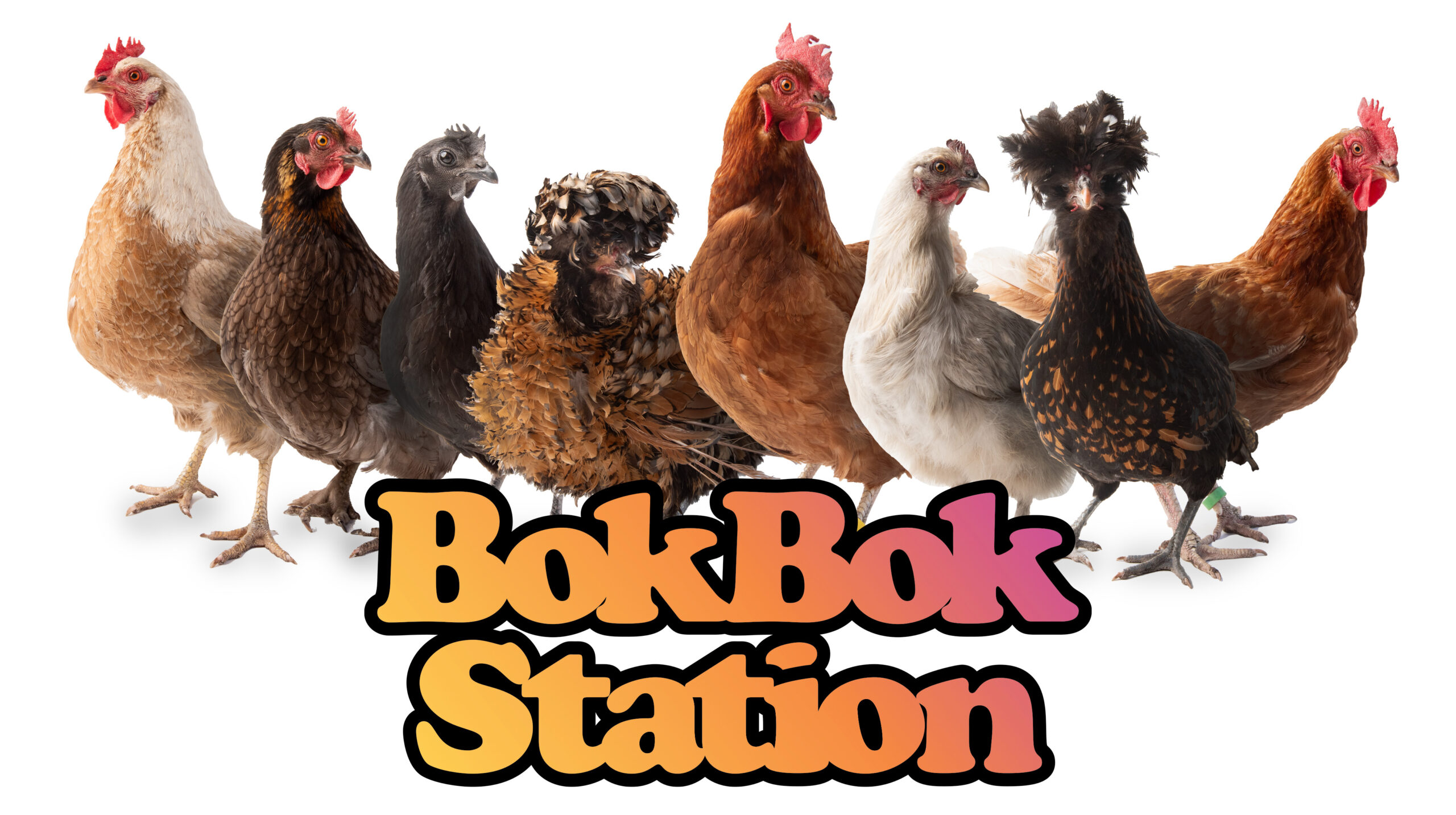 BokBok Station Chicken Portraits